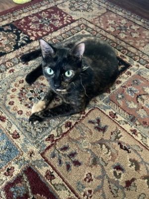 Macy IN FOSTER Domestic Short Hair Cat