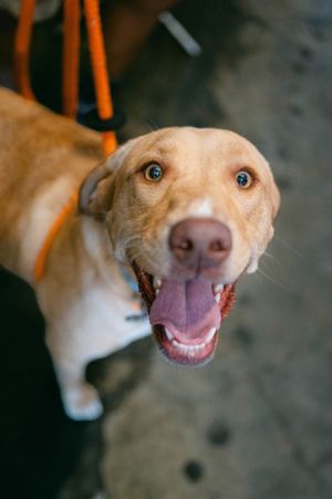Duchess Labrador Retriever Dog