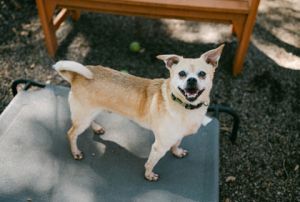 Twain Terrier Dog