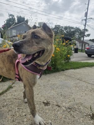 Meet Luscia This sweet loyal girl is the definition of a steady companion Shes house- and crate-