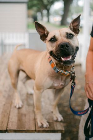 Tulane Pit Bull Terrier Dog