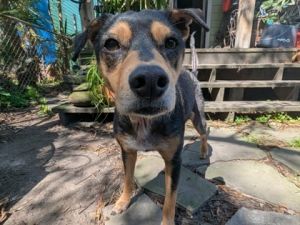 Harpo IN FOSTER Mixed Breed Dog