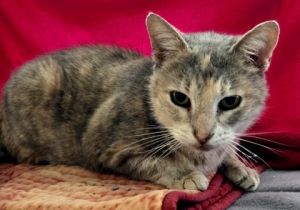 Dori (BLIND) Domestic Short Hair Cat