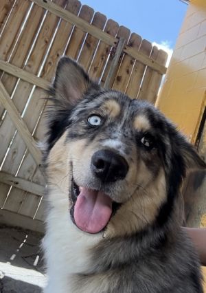 Meet Gabriel Part Husky Part Aussie All Heartthrob Looking for a roommate who wont leave dishes