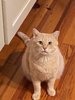 Scotch Domestic Short Hair Cat