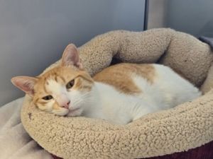Finley Domestic Short Hair Cat