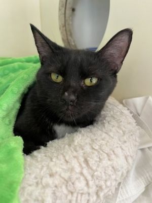 Ruby Slippers Domestic Medium Hair Cat