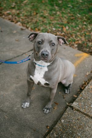 Serenity Pit Bull Terrier Dog