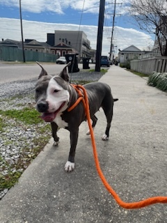 Sadie Pit Bull Terrier Dog