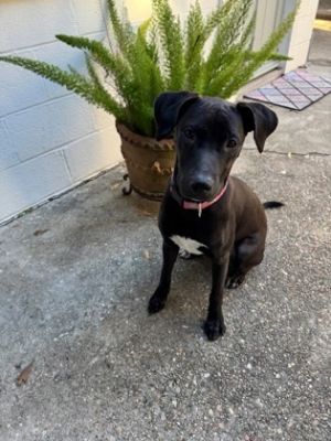 Sally IN FOSTER Mixed Breed Dog