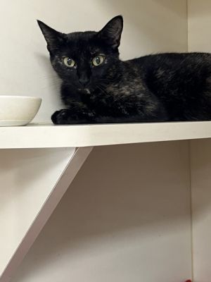 Shannon IN FOSTER Domestic Short Hair Cat