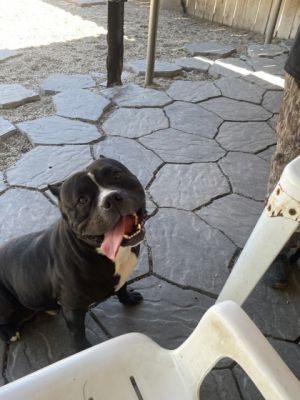 Lenny Pit Bull Terrier Dog