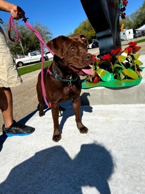 Puddin IN FOSTER Labrador Retriever Dog