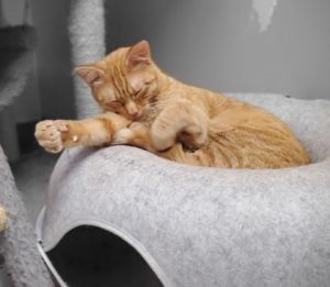 Merry BrandyBuck Domestic Short Hair Cat