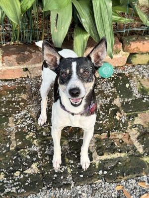 Meet Zenos This shy little rat terrier mix came to us back in early May from our friends at Acadian