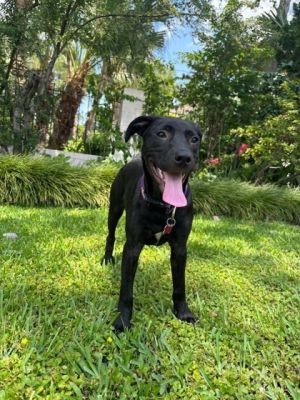 Cato Labrador Retriever Dog