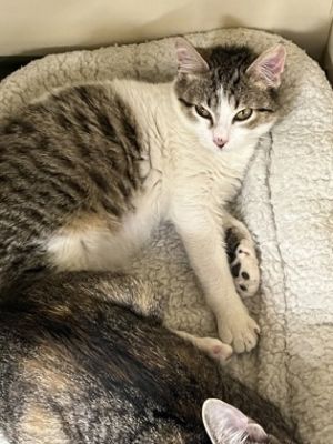 Dash IN FOSTER Domestic Short Hair Cat