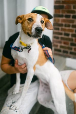 Missy Smelliott Mixed Breed Dog