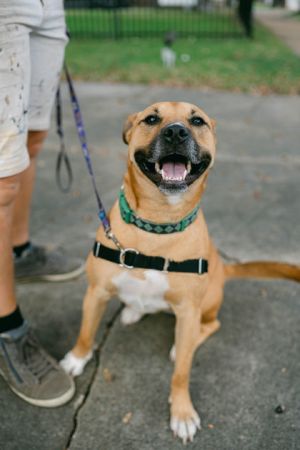 Petunia Mixed Breed Dog