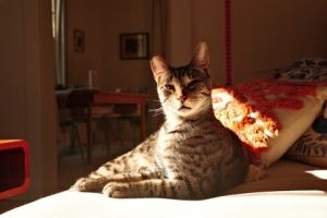 Belize is a sleek handsome tabby He has the SWEETEST meow It almost sounds like hes singing My