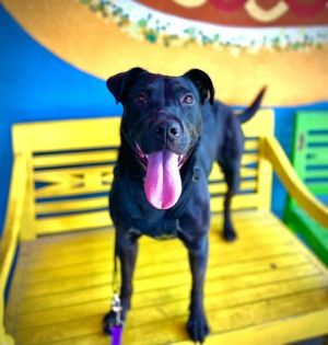 Dauphine Labrador Retriever Dog