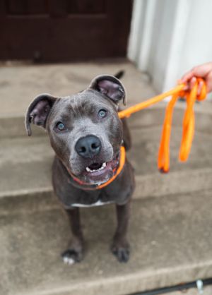 Spatula Pit Bull Terrier Dog