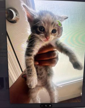 Papaya Domestic Short Hair Cat