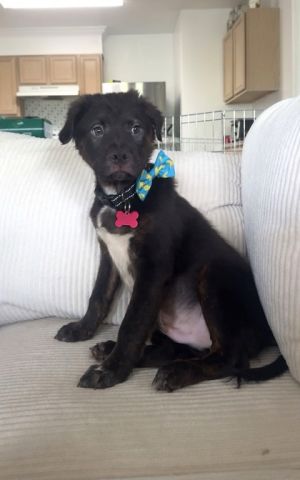 Jey Labrador Retriever Dog