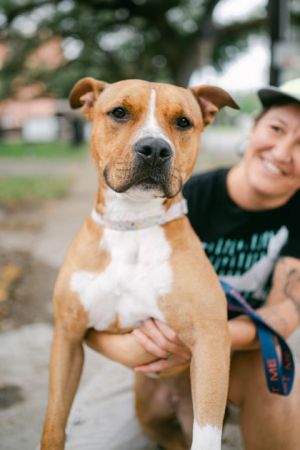 Kima Pit Bull Terrier Dog