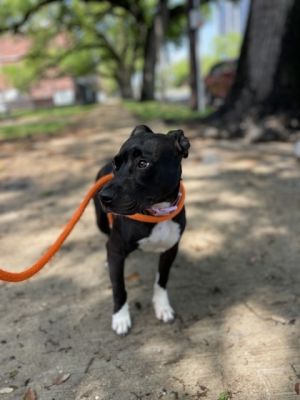 Inky Pit Bull Terrier Dog