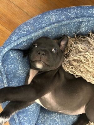 Leon IN FOSTER Labrador Retriever Dog