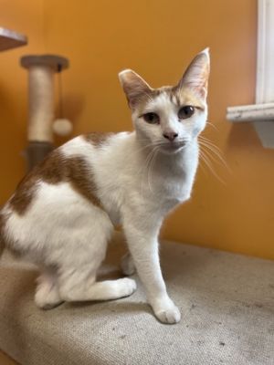 Frodo Domestic Short Hair Cat