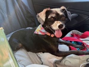 Chiquita is thought to be a Chihuahua Terrier mix estimated to be about 6 years old at just over 20