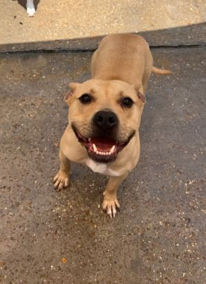 Fresco IN FOSTER Pit Bull Terrier Dog
