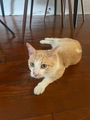 Mr. Dandy IN FOSTER Domestic Short Hair Cat