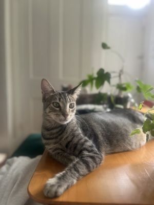 Riley IN FOSTER Domestic Short Hair Cat