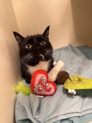 Thora Onyx Domestic Medium Hair Cat