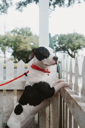 Beth Pit Bull Terrier Dog