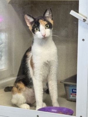 Emmy Domestic Short Hair Cat