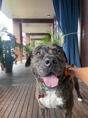 Huggy Bear Pit Bull Terrier Dog