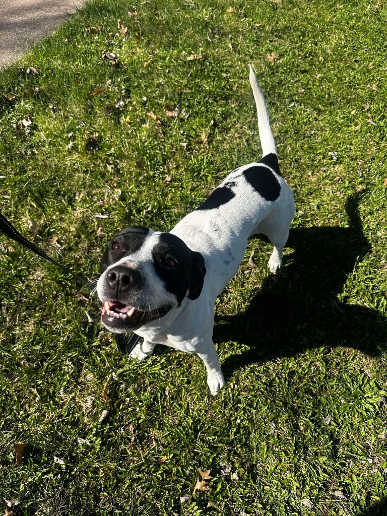 Athena May, an adoptable Mixed Breed in Cloquet, MN, 55720 | Photo Image 1