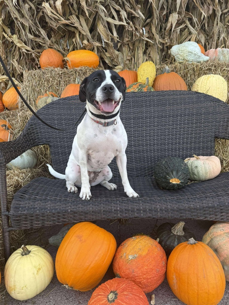 Athena May, an adoptable Mixed Breed in Cloquet, MN, 55720 | Photo Image 1