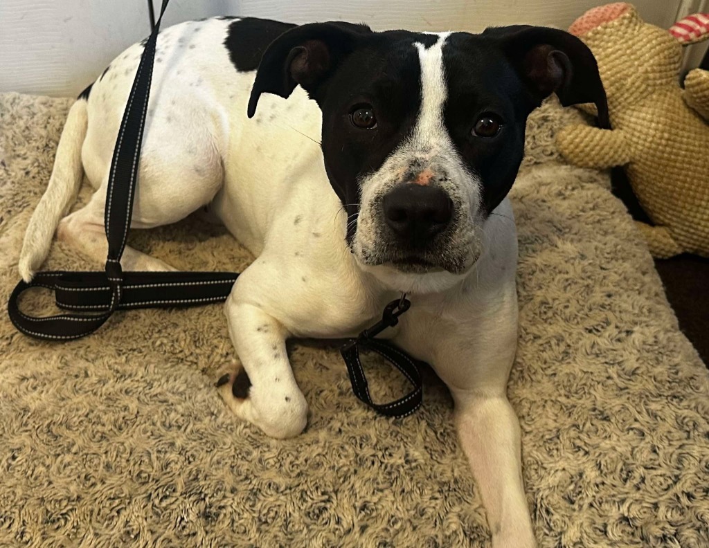 Athena May, an adoptable Mixed Breed in Cloquet, MN, 55720 | Photo Image 2