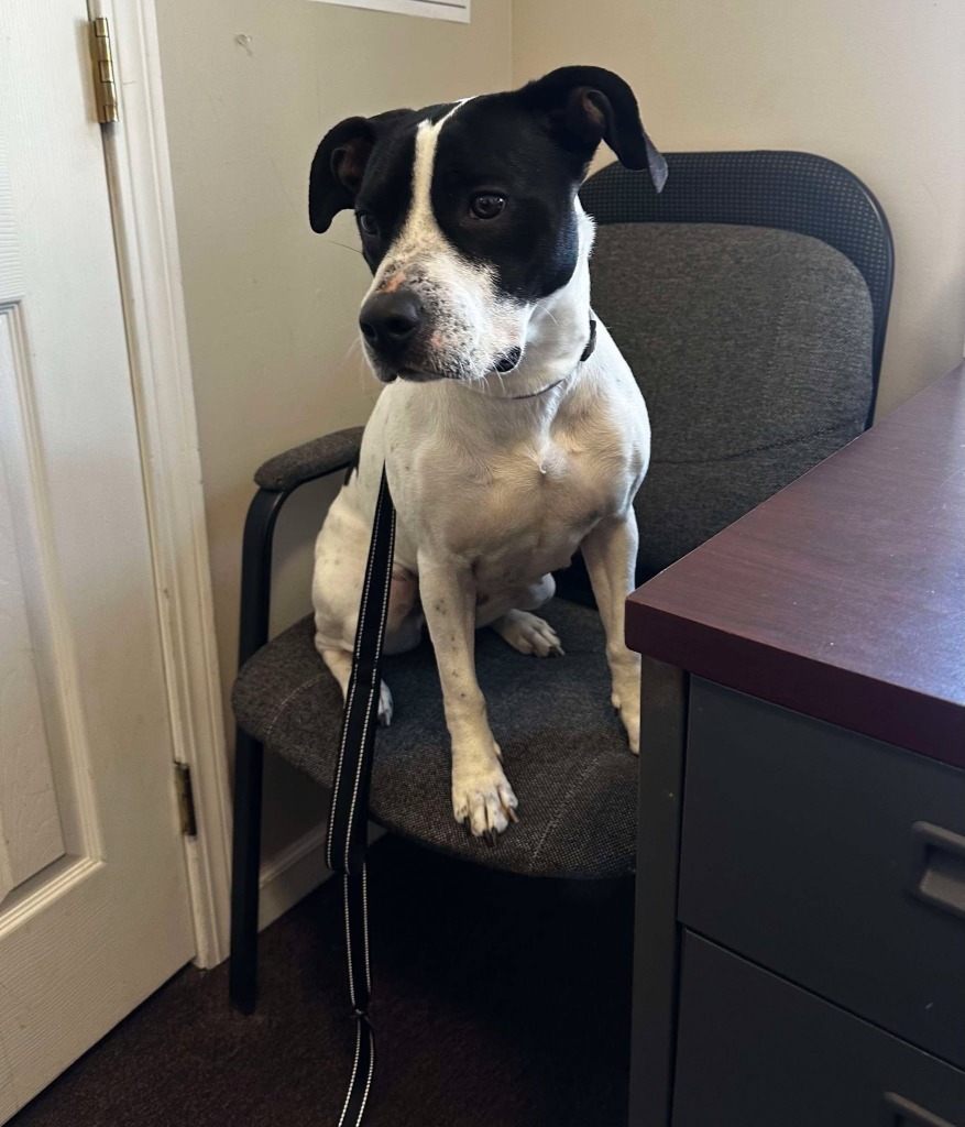 Athena May, an adoptable Mixed Breed in Cloquet, MN, 55720 | Photo Image 3