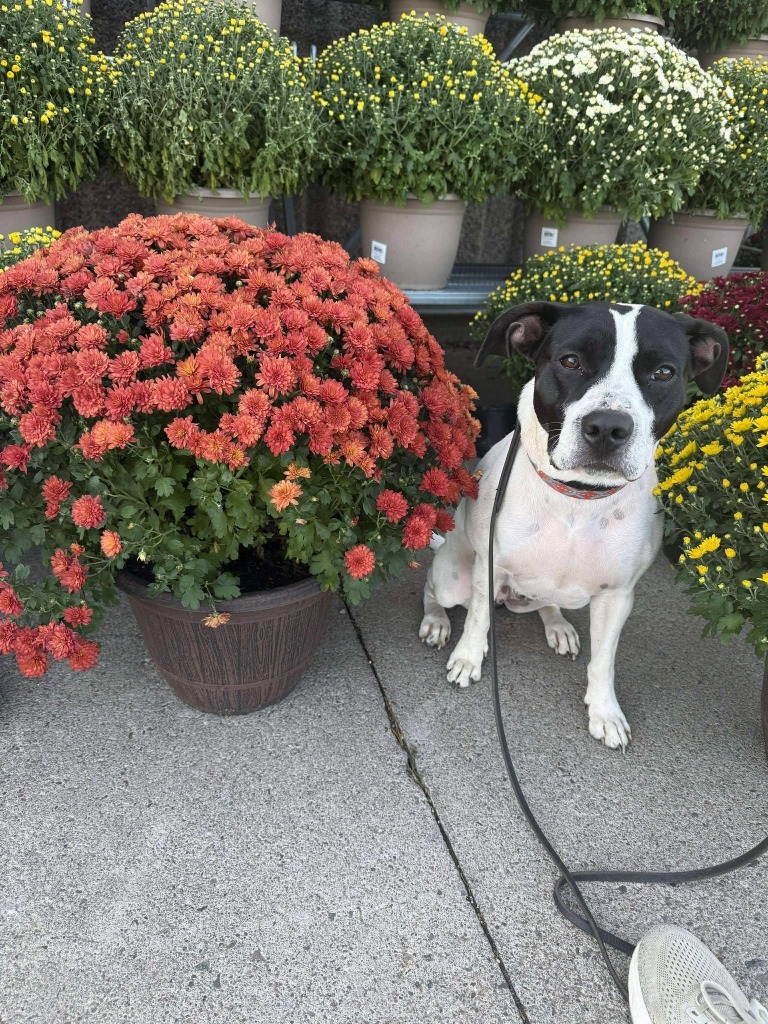 Athena May, an adoptable Mixed Breed in Cloquet, MN, 55720 | Photo Image 5