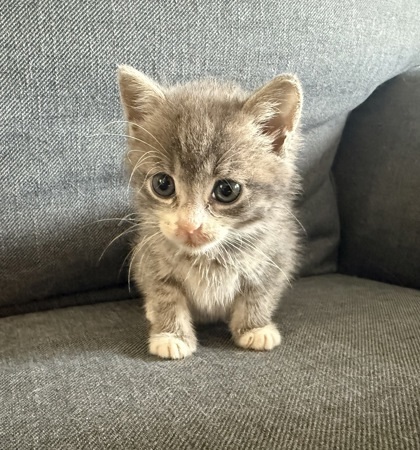 Pixie