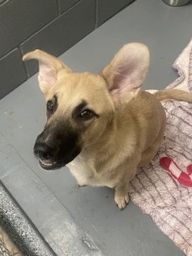 Maggie
