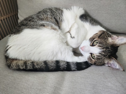 Bae kitty