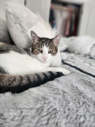 Bae kitty