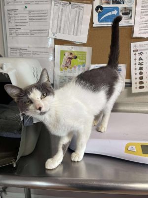 Cam, Young Female Domestic Short Hair